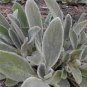 100 PCS Seeds Stachys byzantina Seeds Lamb's Ear