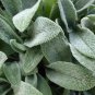 100 PCS Seeds Stachys byzantina Seeds Lamb's Ear