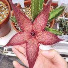 5 PCS Seeds Stapelia hirsuta