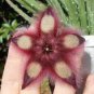 5 PCS Seeds Stapelia hirsuta