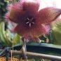 5 PCS Seeds Stapelia hirsuta