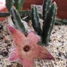 100 PCS Seeds Stapelia Pulchella Bonsai Lithops Mix Succulents Raw Stone Cactus Plant