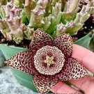 100 PCS Seeds Stapelia Pulchella Mixed 9 Colors Cactus Succulen 100 PCS Seeds Stapelia Pulchella Mixed 9 Colors Cactus Succulen
