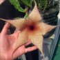 100 PCS Seeds Stapelia Pulchella Mixed 9 Colors Cactus Succulen