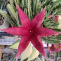 100 PCS Seeds Stapelia Pulchella Mixed 9 Colors Cactus Succulen