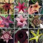 100 PCS Seeds Stapelia Pulchella Mixed 9 Colors Cactus Succulen