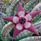 100 PCS Seeds Stapelia Pulchella Perennial Flower