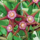 100 PCS Seeds Stapelia pulchella Seeds Stone Cactus Seeds Lithops Mix