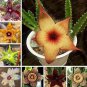 100 PCS Seeds Stapelia pulchella Seeds Stone Cactus Seeds Lithops Mix