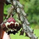 20 PCS Seeds Stapelianthus Arenarius Perennial Woody Plant Rare