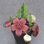 100 PCS Seeds Stapelia Pulchella Bonsai Lithops Mix Succulents Raw Stone Cactus Plant