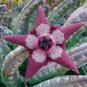 100 PCS Seeds Stapelia Pulchella Bonsai Lithops Mix Succulents Raw Stone Cactus Plant