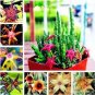 100 PCS Seeds Stapelia Pulchella Bonsai Lithops Mix Succulents Raw Stone Cactus Plant