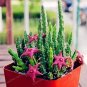 100 PCS Seeds Stapelia Pulchella Bonsai Lithops Mix Succulents Raw Stone Cactus Plant