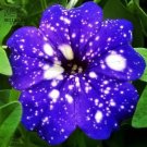 200 PCS Seeds Starry Sky Petunia 200 PCS Seeds Starry Sky Petunia