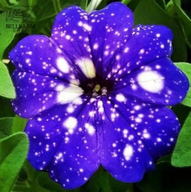 200 PCS Seeds Starry Sky Petunia