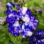 200 PCS Seeds Starry Sky Petunia