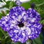 200 PCS Seeds Starry Sky Petunia
