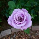 120 PCS Seeds Sterling Silver Rose 120 PCS Seeds Sterling Silver Rose