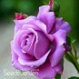 120 PCS Seeds Sterling Silver Rose