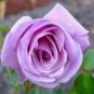 120 PCS Seeds Sterling Silver Rose