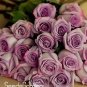120 PCS Seeds Sterling Silver Rose