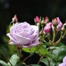 120 PCS Seeds Sterling Silver Rose Seeds Romantic Color Good Gift 120 PCS Seeds Sterling Silver Rose Seeds Romantic Color Good Gift