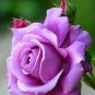 120 PCS Seeds Sterling Silver Rose Seeds Romantic Color Good Gift