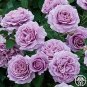 120 PCS Seeds Sterling Silver Rose Seeds Romantic Color Good Gift