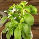 400 PCS Seeds Stevia Herbs Green Herb Stevia Rebaudiana Semillas for Garden Planting Healthy 400 PCS Seeds Stevia Herbs Green Herb Stevia Rebaudiana Semillas for Garden Planting Healthy