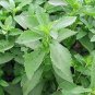 400 PCS Seeds Stevia Herbs Green Herb Stevia Rebaudiana Semillas for Garden Planting Healthy