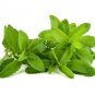 400 PCS Seeds Stevia Herbs Green Herb Stevia Rebaudiana Semillas for Garden Planting Healthy
