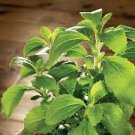 400 PCS Seeds Stevia Herbs Seeds Green Herb 400 PCS Seeds Stevia Herbs Seeds Green Herb