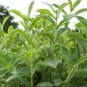 400 PCS Seeds Stevia Herbs Seeds Green Herb