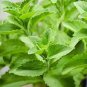 400 PCS Seeds Stevia Herbs Seeds Green Herb