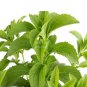 400 PCS Seeds Stevia Herbs Seeds Green Herb