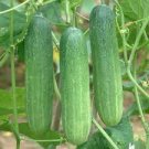 50 PCS Seeds Stinging Gherkin Little Cucumber Hybrid 50 PCS Seeds Stinging Gherkin Little Cucumber Hybrid