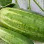 50 PCS Seeds Stinging Gherkin Little Cucumber Hybrid