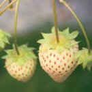 20 PCS Seeds Strawberry Cream White Sweet Fruit