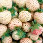 20 PCS Seeds Strawberry Cream White Sweet Fruit
