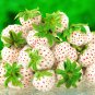 20 PCS Seeds Strawberry Cream White Sweet Fruit