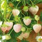 20 PCS Seeds Strawberry Cream White Sweet Fruit
