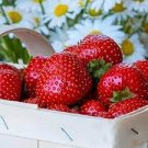 100 PCS Seeds Strawberry Heirloom Imported