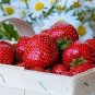 100 PCS Seeds Strawberry Heirloom Imported