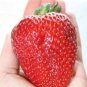 100 PCS Seeds Strawberry Heirloom Imported