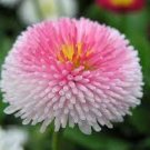100 PCS Seeds Strawberry Ice Cream Little Daisy 100 PCS Seeds Strawberry Ice Cream Little Daisy