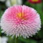 100 PCS Seeds Strawberry Ice Cream Little Daisy
