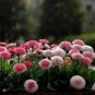 100 PCS Seeds Strawberry Ice Cream Little Daisy