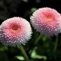 100 PCS Seeds Strawberry Ice Cream Little Daisy