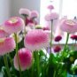 100 PCS Seeds Strawberry Ice Cream Little Daisy